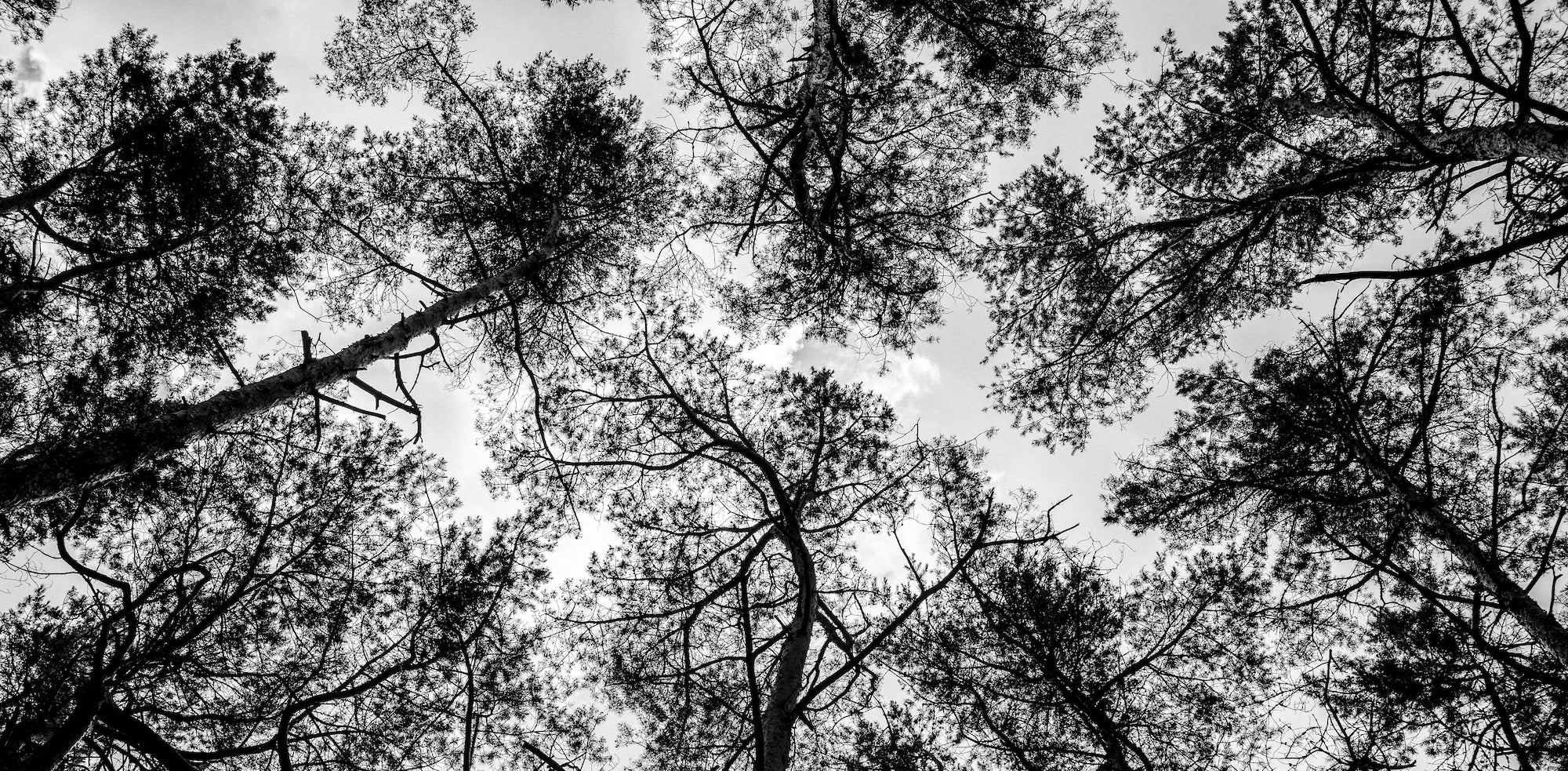 TREETOPS