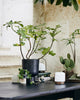 GALOA PLANTER, S
