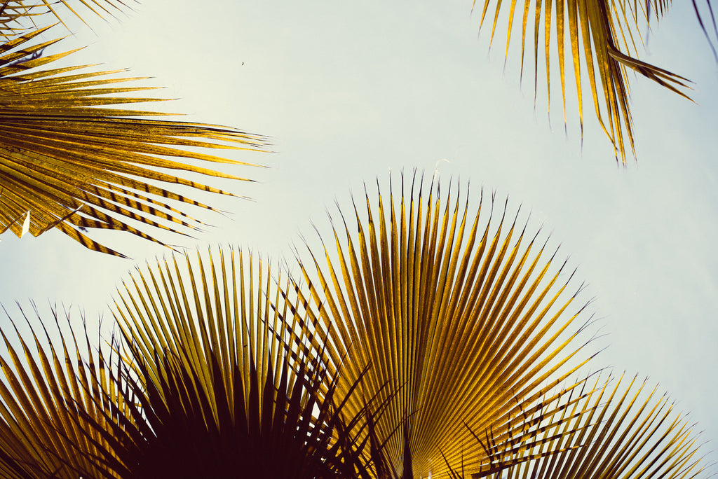 Interior photo, Golden Palm Leafs