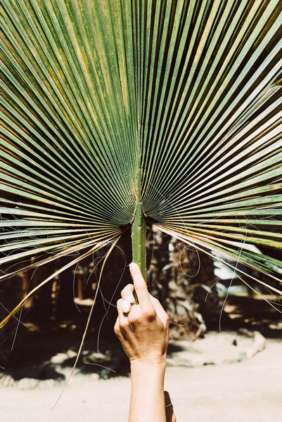 Interior photo, Cool Me Down Palm Leaf