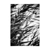 Table Cloth, Windy