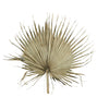 PALM LEAF WALL DECO, Ø 80 CM