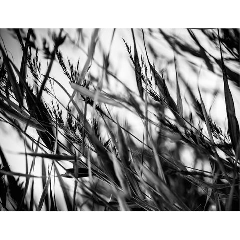 Placemat, Windy