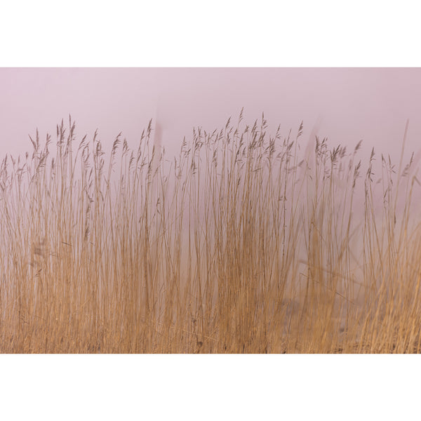 Interior photo, Rose Mist