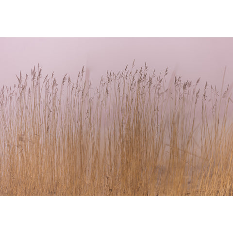Interior photo, Rose Mist